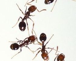 Kako se rešiti mrava u kući