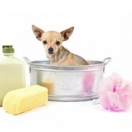Oprema i higijena za pse