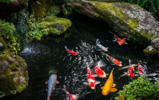 KOI ŠARANI